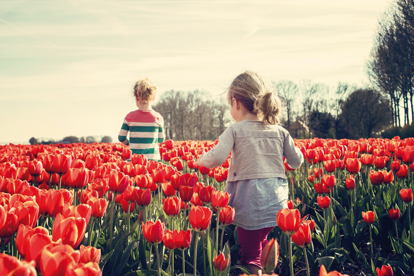  Enfants marchant dans un champ de tulipes rouges.